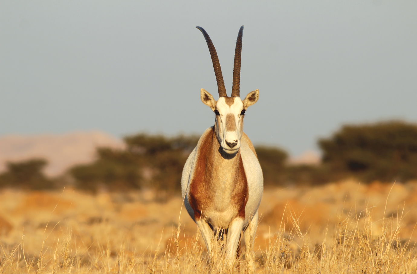 Scimiter Horned oryx